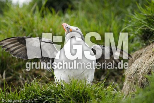 Papageitaucher (4 von 20).jpg